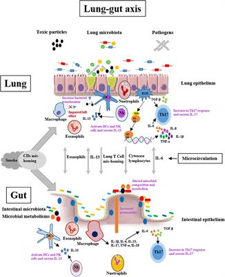 Effect of Cigarette Smoke on Gut Microbiota: State of Knowledge